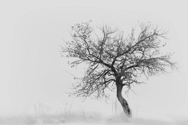 Photograph Tal Flint  Flint Solitude Standing on One Eyeland